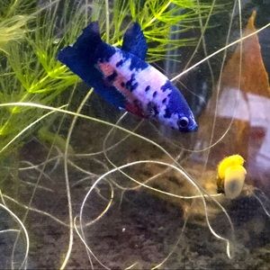 Meet your Posher, Ash